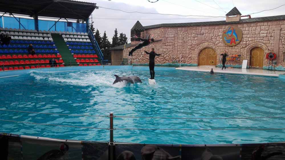 дельфинарий акватория адлер